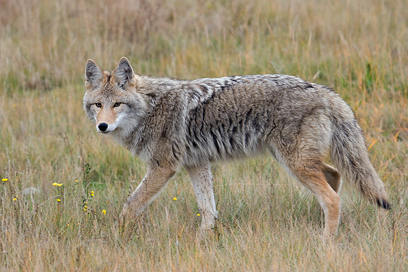 CEf00010-Coyote