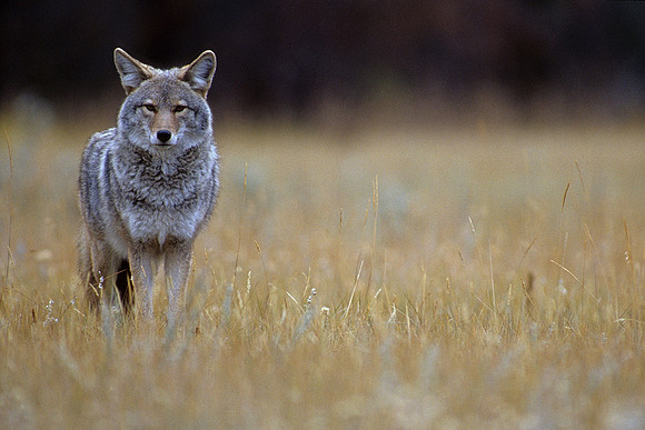 CE010923-Coyote