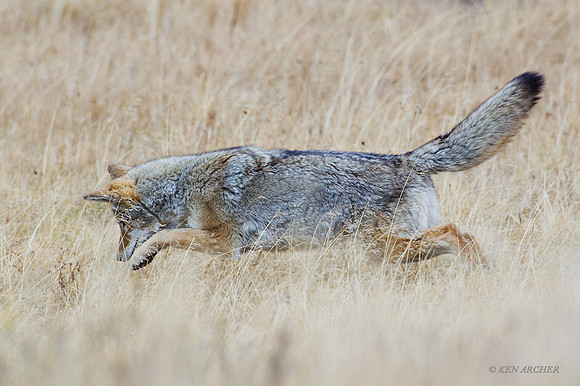 CEF00186 - Coyote