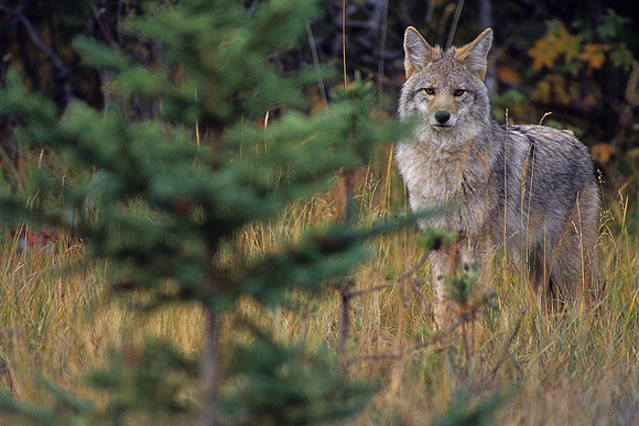CE030121-Coyote