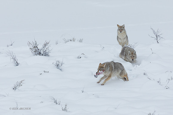 CEWR01538 - Coyote