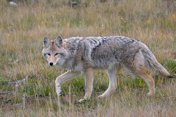 CEf00020-Coyote