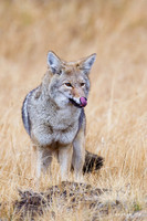 Coyote - CEF00099