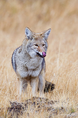 Coyote - CEF00099