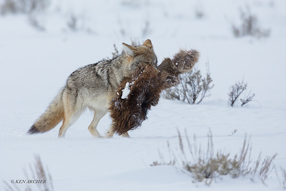 CEWR02067 - Coyote
