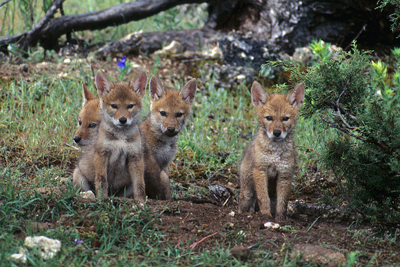 CEO010765-Coyote-Pups