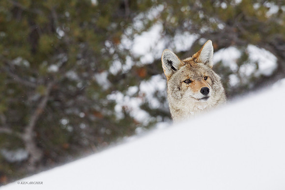 CEWR00562 - Coyote