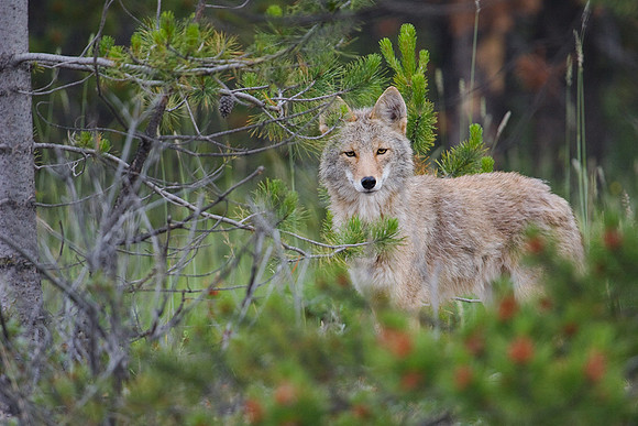 CE00015-Coyote,-late-spring