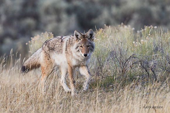 CEF00379 - Coyote