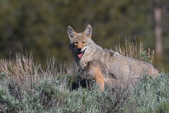 CE00232-Coyote