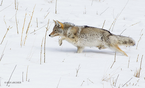 CEWR01076 - Coyote