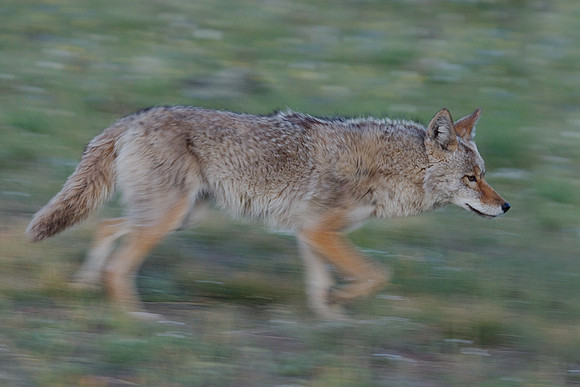 CE00101-Coyote