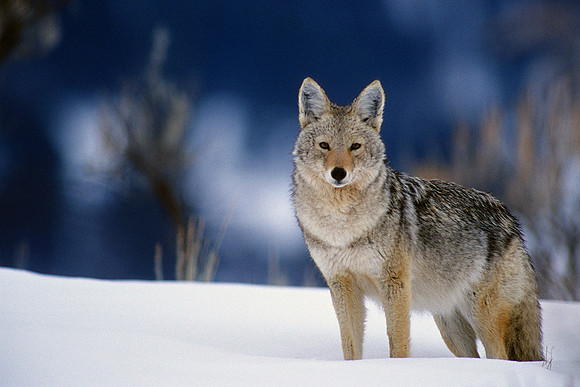 CE030115-Coyote-in-winter