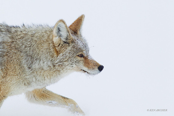 CEWR00548 - Coyote