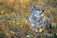 Coyote Resting - CE010124