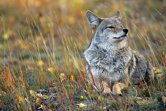 Coyote Resting - CE010124