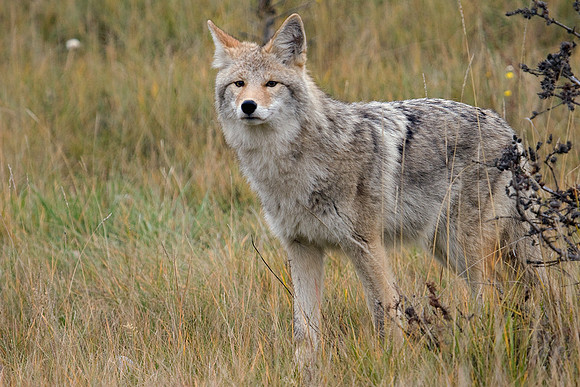 CEf00014-Coyote