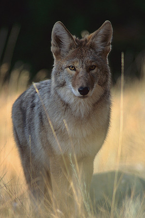 CE435232-Coyote-in-autumn