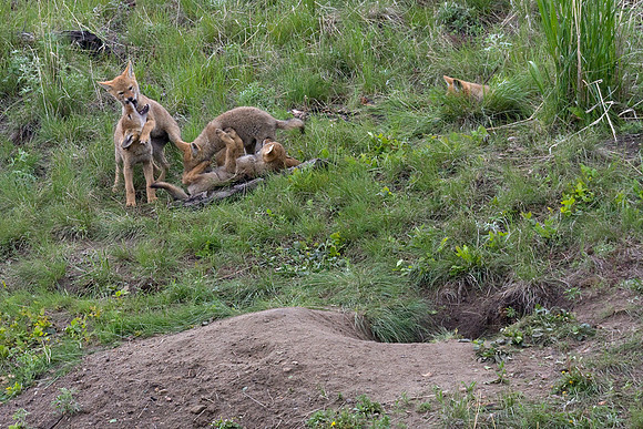 CE00366-Coyote-Den