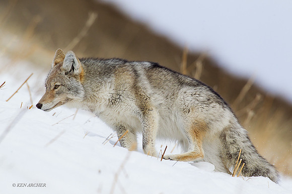 CEWR01048 - Coyote