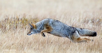 Coyote Hunting - CEF00209