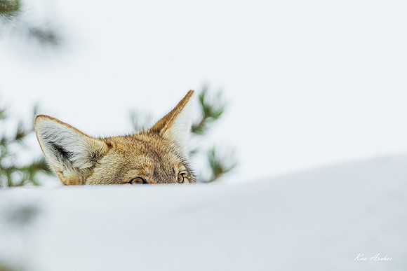 CEWR02929 - Coyote