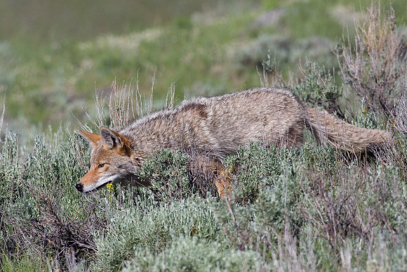 CE00222-Coyote