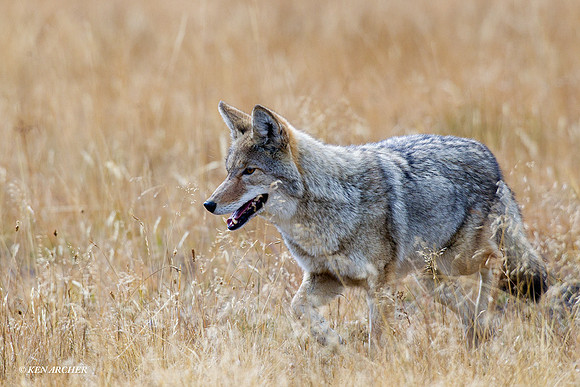 CEF00159 Coyote