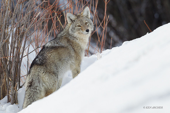 CEWR00875 - Coyote