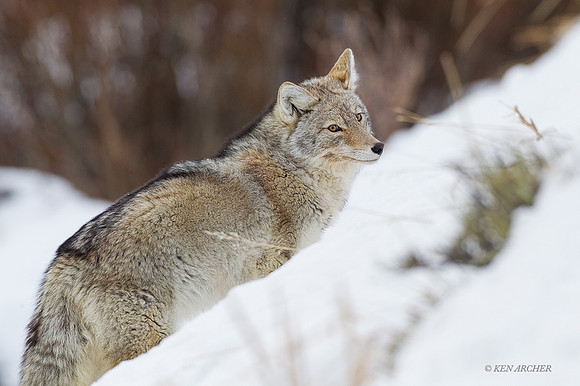 CEWR00978 - Coyote