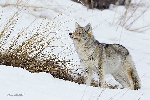CEWR01025 - Coyote
