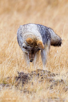 CEF00067 Coyote