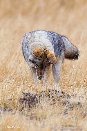 CEF00067 Coyote