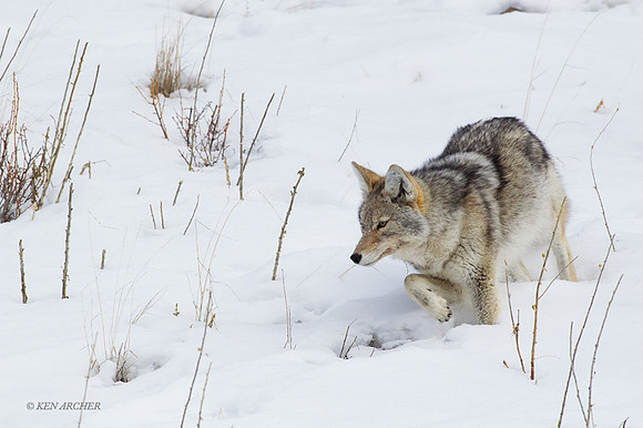 CEWR01119 - Coyote