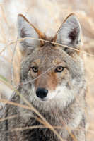 CEF00042-Coyote