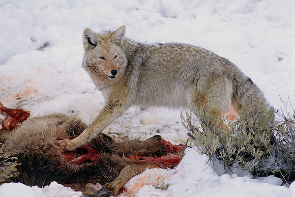 CE030114-Coyote,-feeding-on-elk-carcus