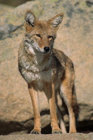 CE435120-Coyote