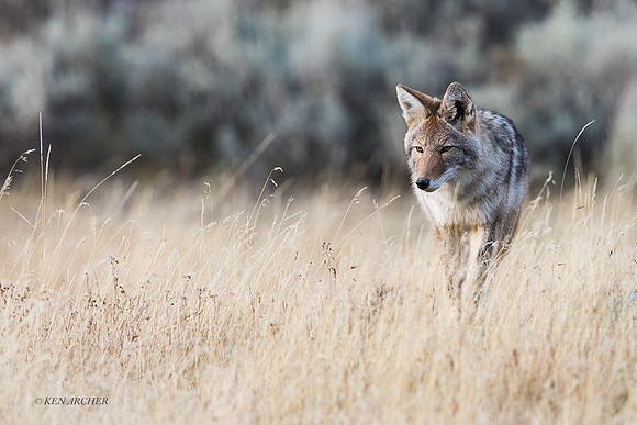 CEF00372 - Coyote
