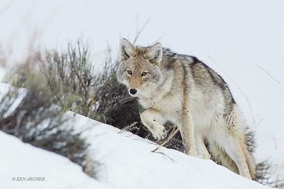 CEWR01045 - Coyote