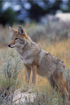 CE435211-Coyote