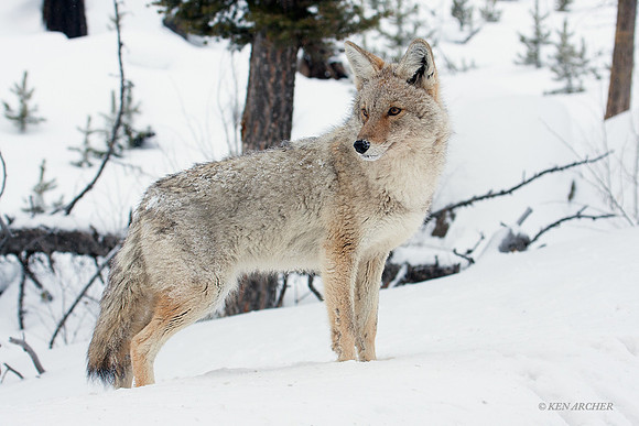 CEWR00004 Coyote
