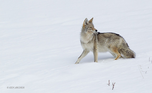 CEWR01144 - Coyote