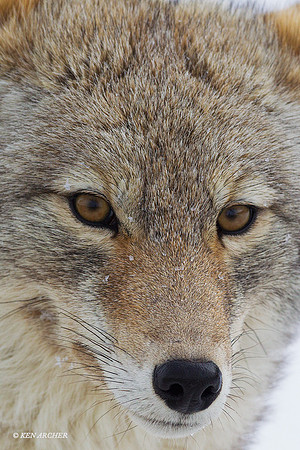 CEWR01001 - Coyote
