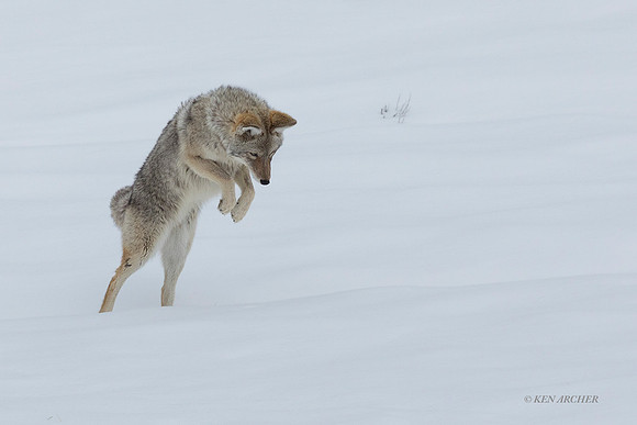 CEWR01978 - Coyote