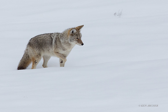 CEWR01976 - Coyote Mousing