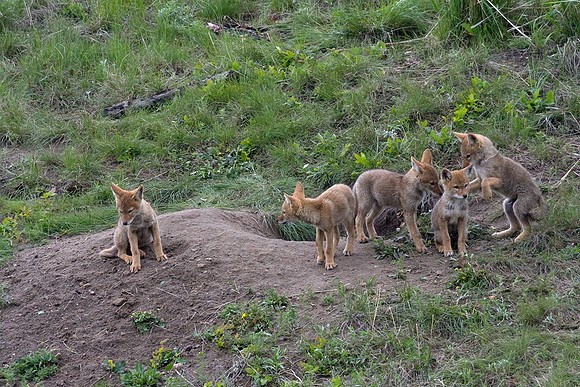 Coyote Den Site - CE00344