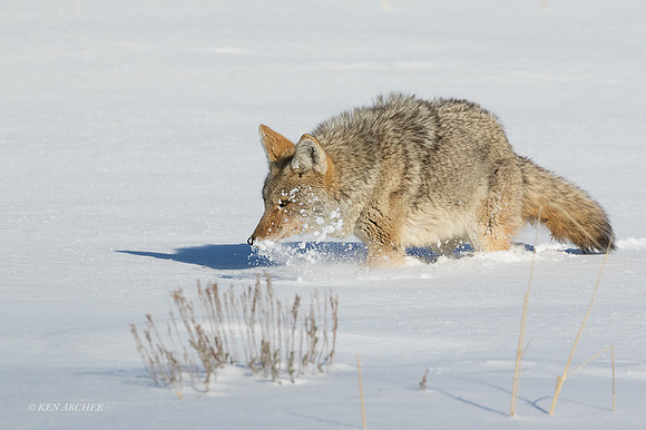 CEWR01826 - Coyote