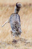 CEF00074 Coyote