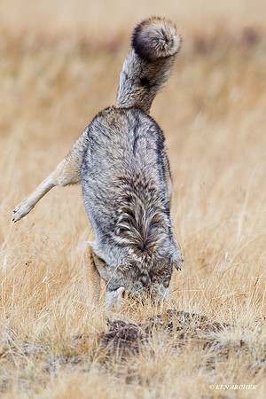 CEF00074 Coyote