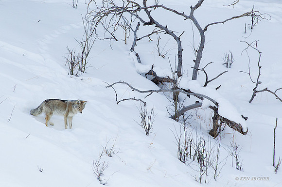 CEWR00814 - Coyote